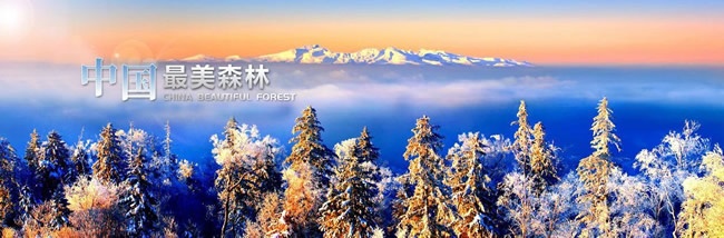 霍尔茨