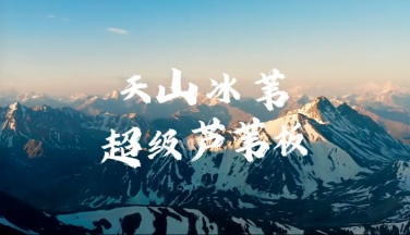 天山冰苇